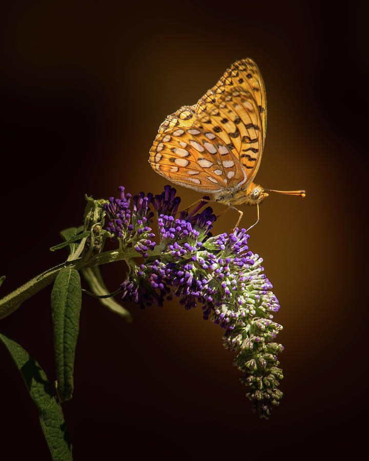 Soft Landing on a Butterfly Bush Photograph by Janis Knight