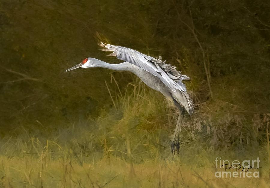Soft Landing Photograph by Theresa D Williams