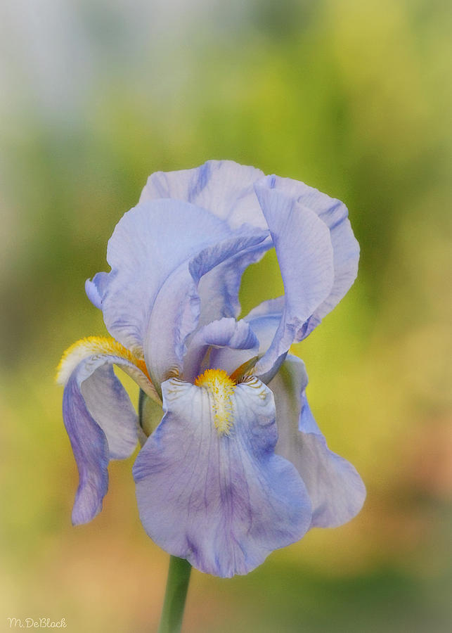 Iris Photograph - Soft Lavender Iris by Marilyn DeBlock