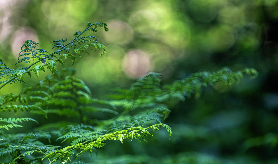 Soft Light Ferns Photograph by Pamela Dunn-Parrish