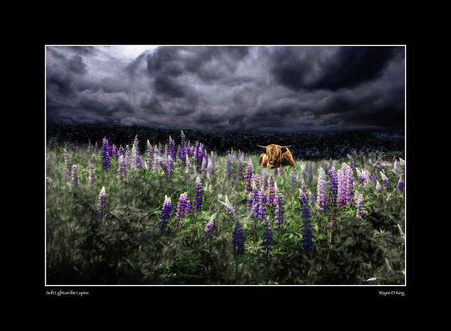 Soft Light on the Lupine Poster Photograph by Wayne King