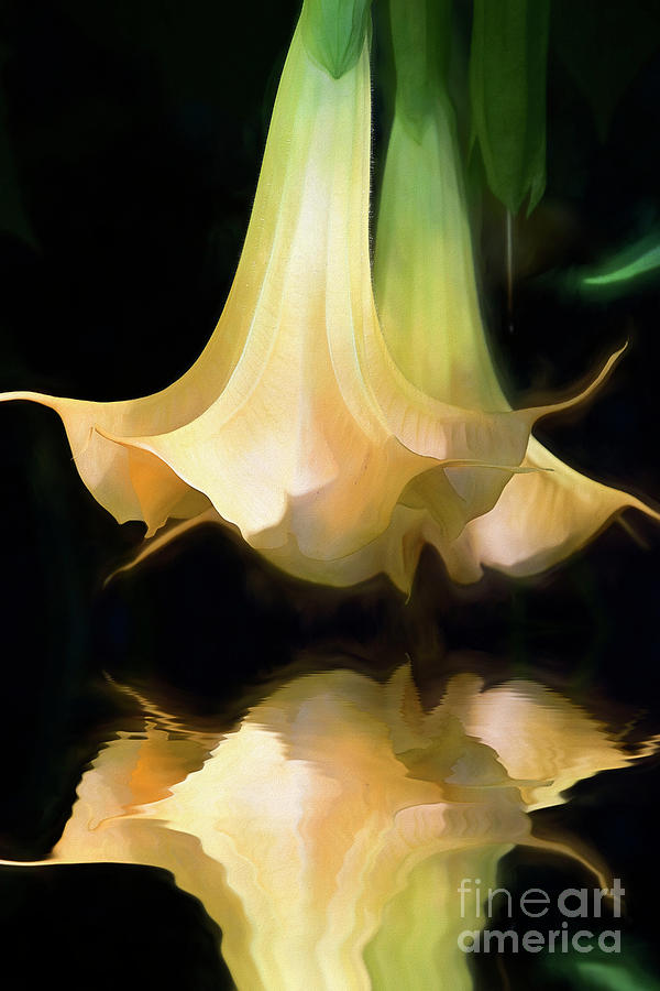 Soft Lily Reflection Photograph by Kathy Baccari