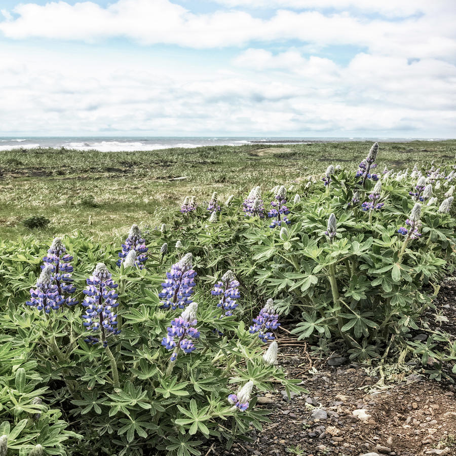 Soft Lupines at the Edge of the Sea Photograph by Debra and Dave Vanderlaan
