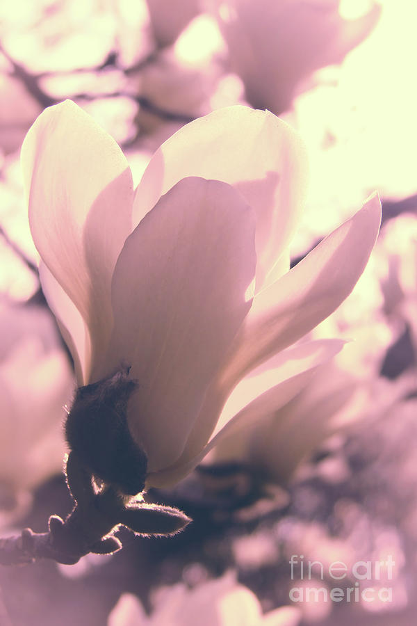Soft magnolia Photograph by Delphimages Photo Creations