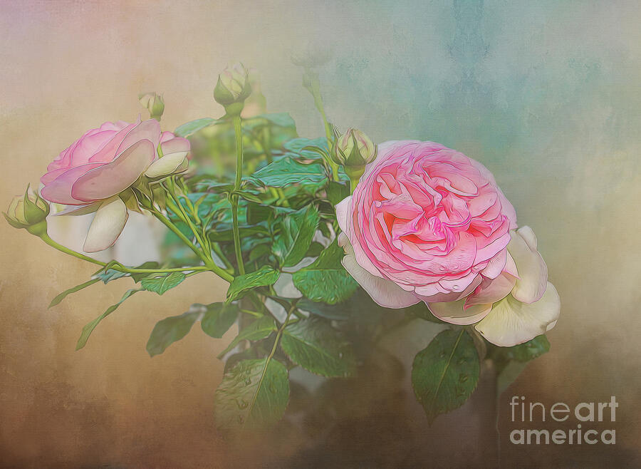 Soft Morning Rose Painting by Shelia Hunt