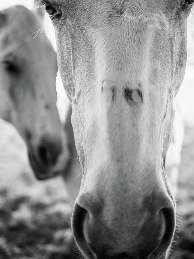 Soft Noses - Black and White Photograph by Rachel Morrison