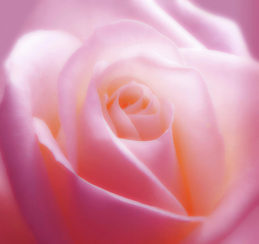 Rose Photograph - Soft Nostalgic Creme Pink Rose by Johanna Hurmerinta