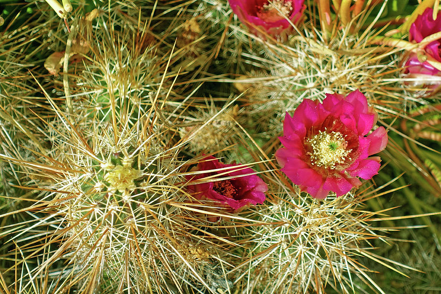 Soft On Sharp Cactus Blossom Photograph