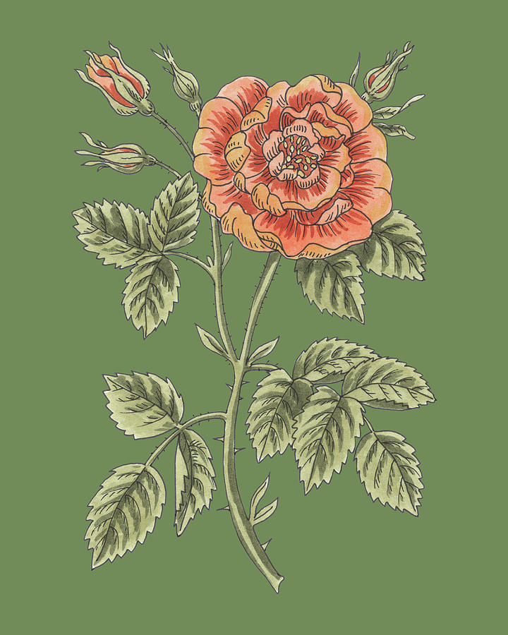 Flower Painting - Soft Orange Garden Rose Flower Watercolor Floral On Moss Green  by Irina Sztukowski