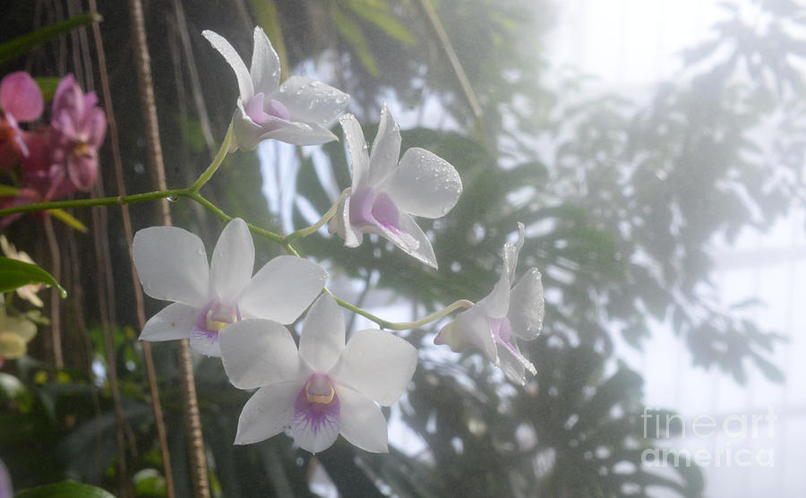 Soft Orchid Photograph by Lila Fisher-Wenzel
