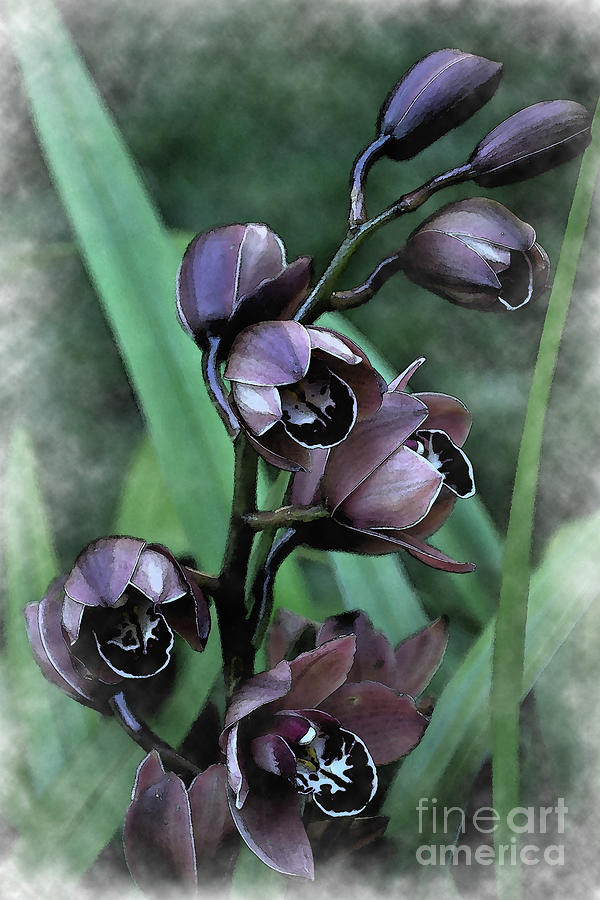 Botanical Digital Art - Soft Orchid Blooms by Kirt Tisdale