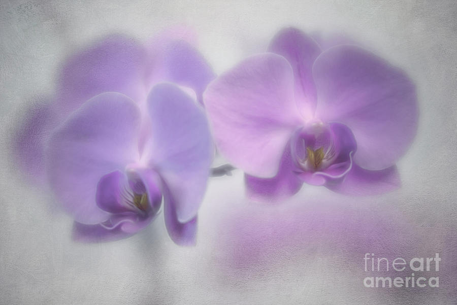 Soft Orchids Photograph by Priska Wettstein