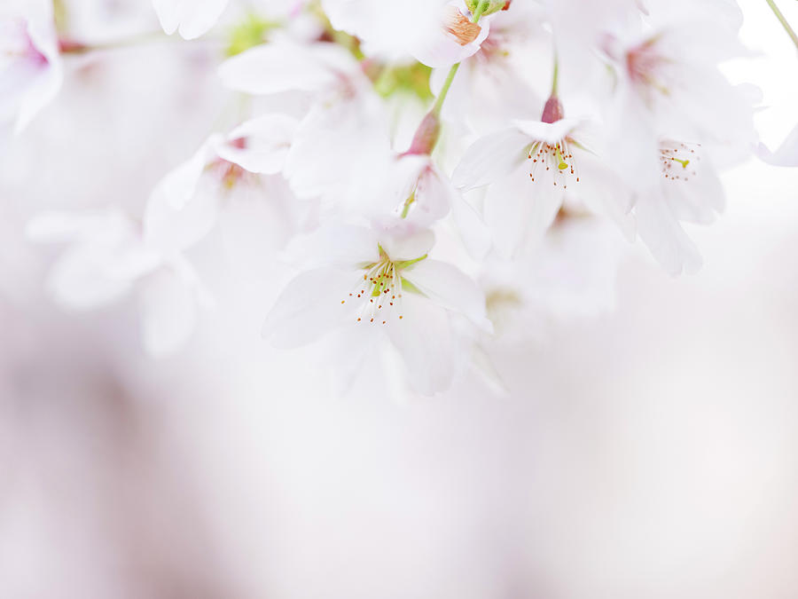 Soft Pastel Cherry Blossoms In Spring 03 Photograph