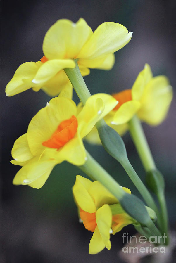 Soft Petal Spring Photograph by Karen Adams