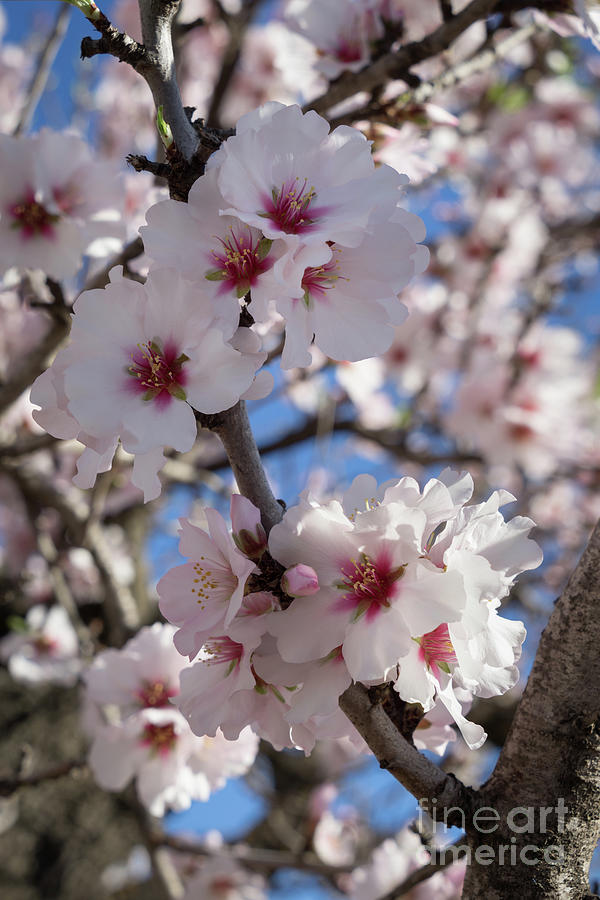 Soft pink almond blossoms, spring awakening Photograph by Adriana Mueller