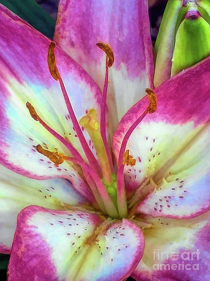 Soft Pink Asiatic Lily Digital Art by Amy Dundon