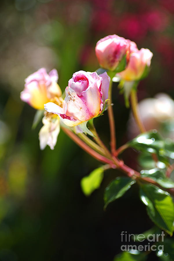 Soft Pink Buds Photograph by Joy Watson