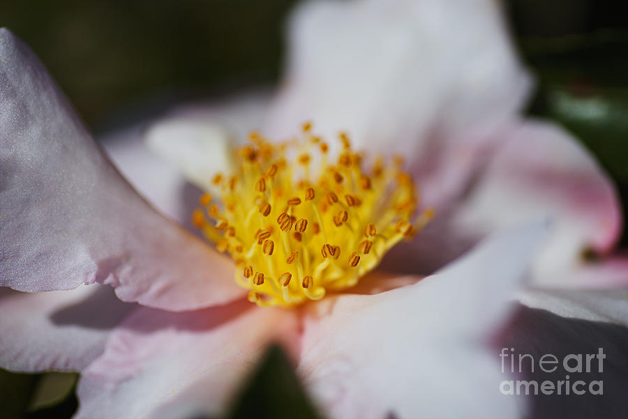 Soft Pink Camellia Flower Photograph by Joy Watson