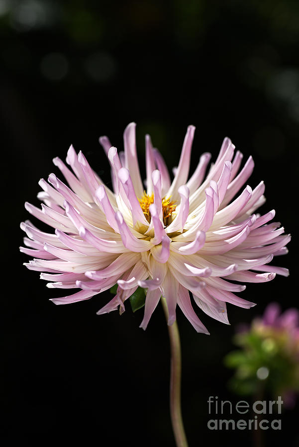 Nature Photograph - Soft Pink Dahlia Delight by Joy Watson