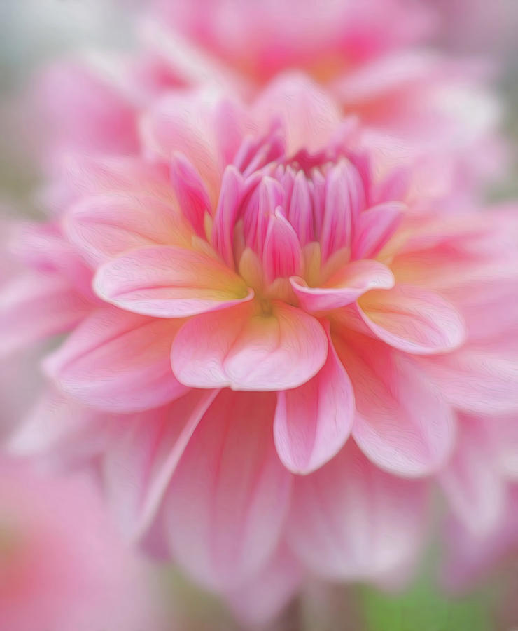 Soft Pink Dahlia Photograph by Teresa Wilson
