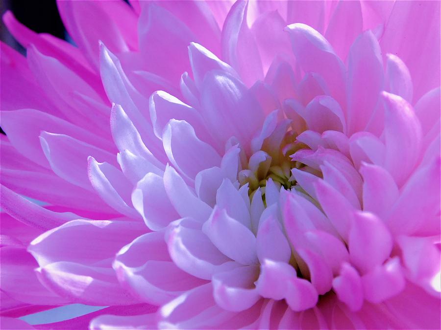 - Soft Pink Dahlia  Photograph by THERESA Nye