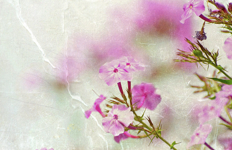 Soft Pink Flowers Fine Art. Photograph