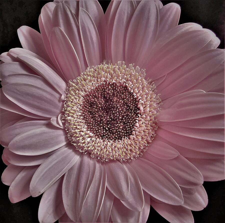 - Soft Pink Gerbera Daisy  Photograph by THERESA Nye