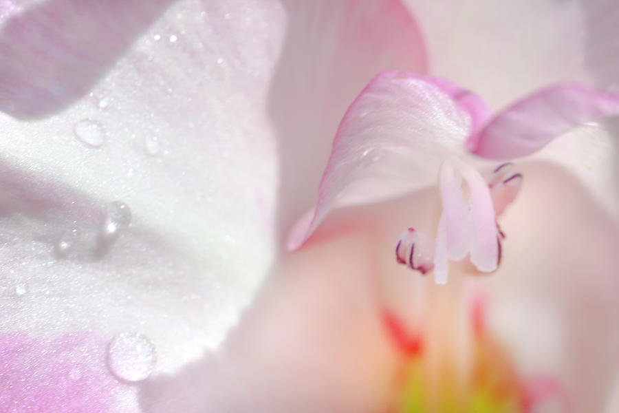 Soft Pink Gladiolus Flower with Water Droplets Photograph by Iris Richardson