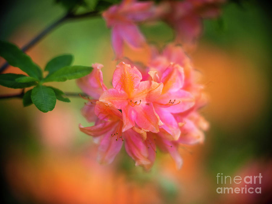Soft Pink Orange Azaleas Blooms Photograph