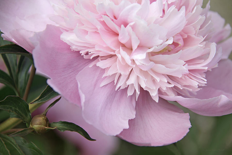 Soft Pink Peony Flower Photograph by Jennie Marie Schell