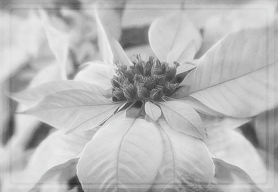 Soft Pink Poinsettia In Black And White Photograph