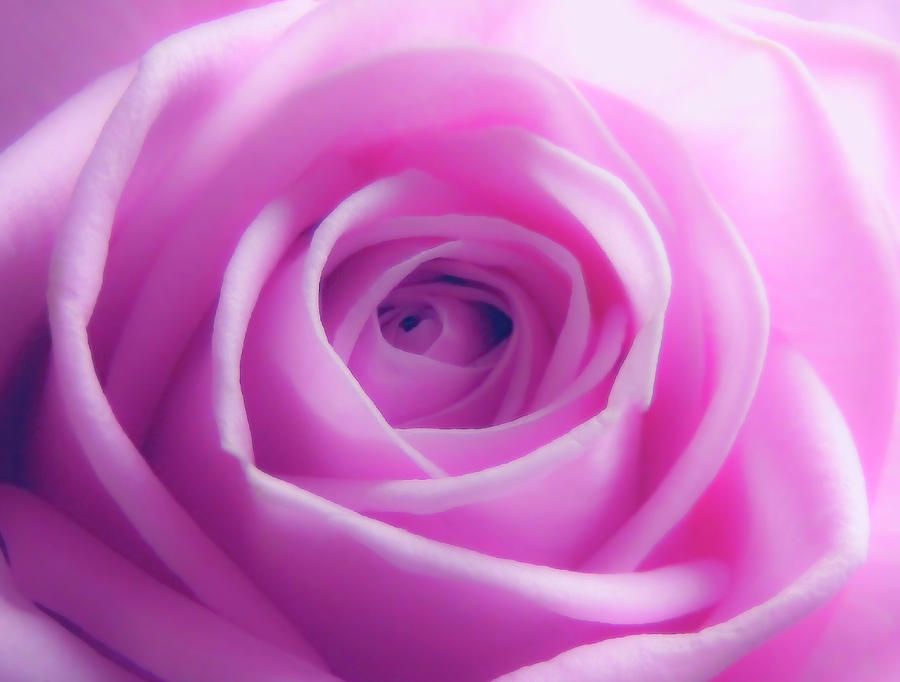 Rose Photograph - Soft Pink Rose 5 by Johanna Hurmerinta