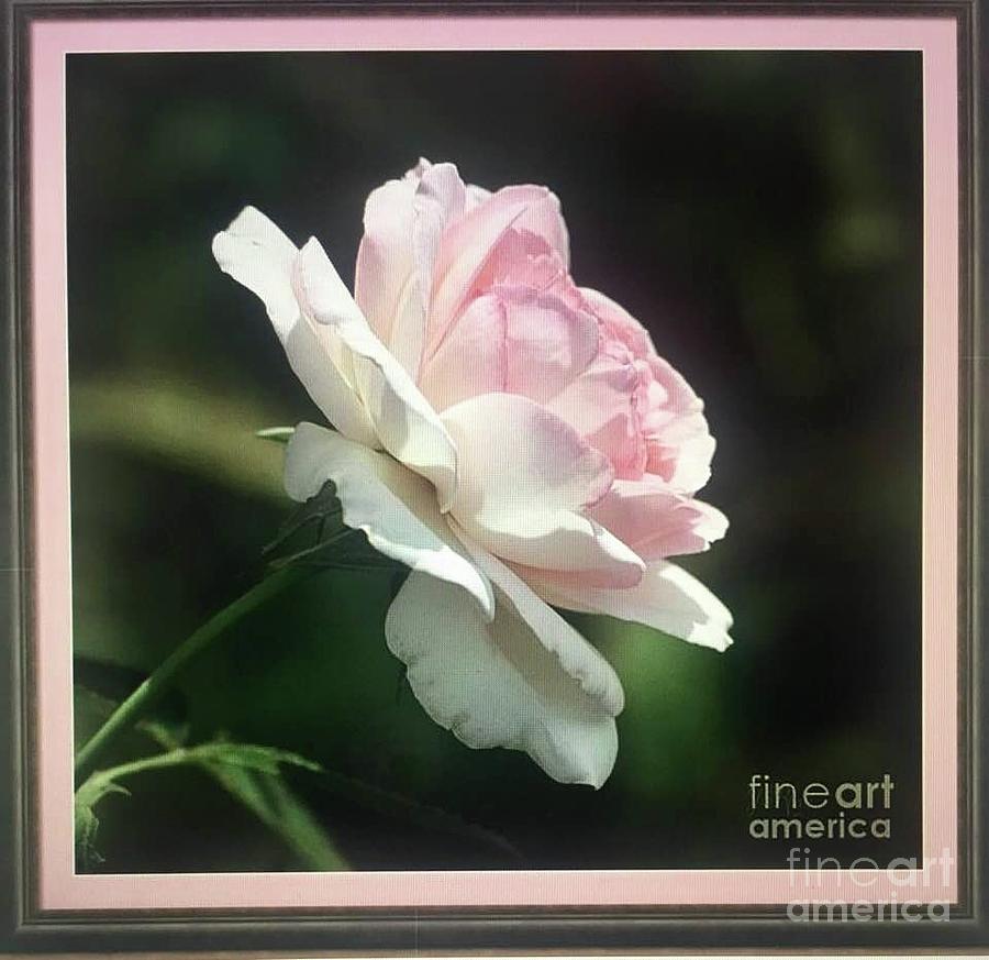 Pink Rose Portrait Photograph by Jeannie Rhode