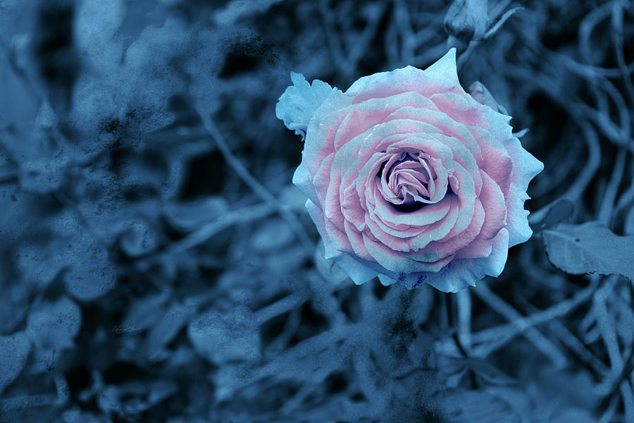 Soft Pink Rose on blue Photograph by Sharon Popek