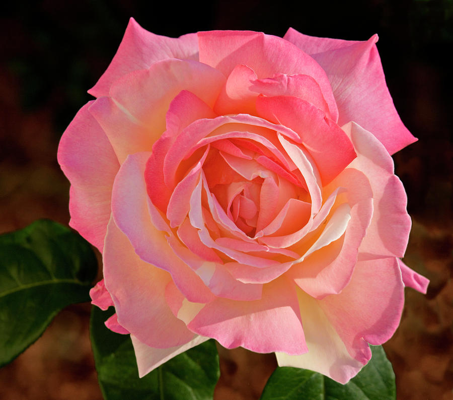 Soft Pink Rose Petals Photograph by Susan Candelario