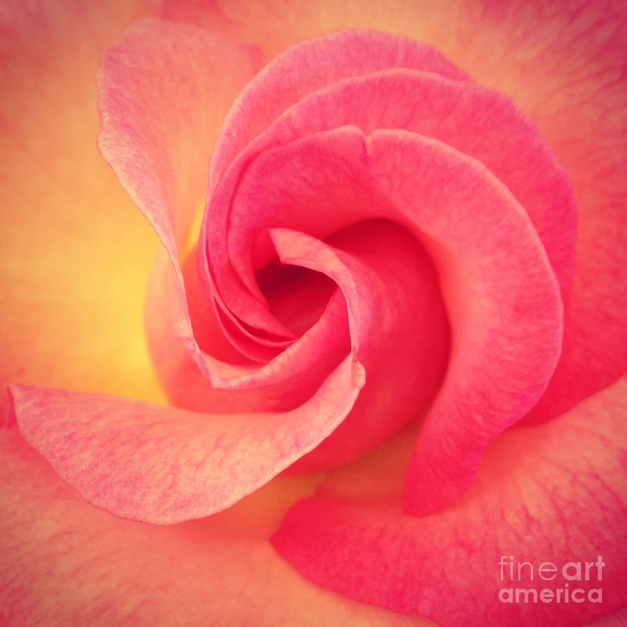 Soft Pink Rose Photograph by Wendy Golden