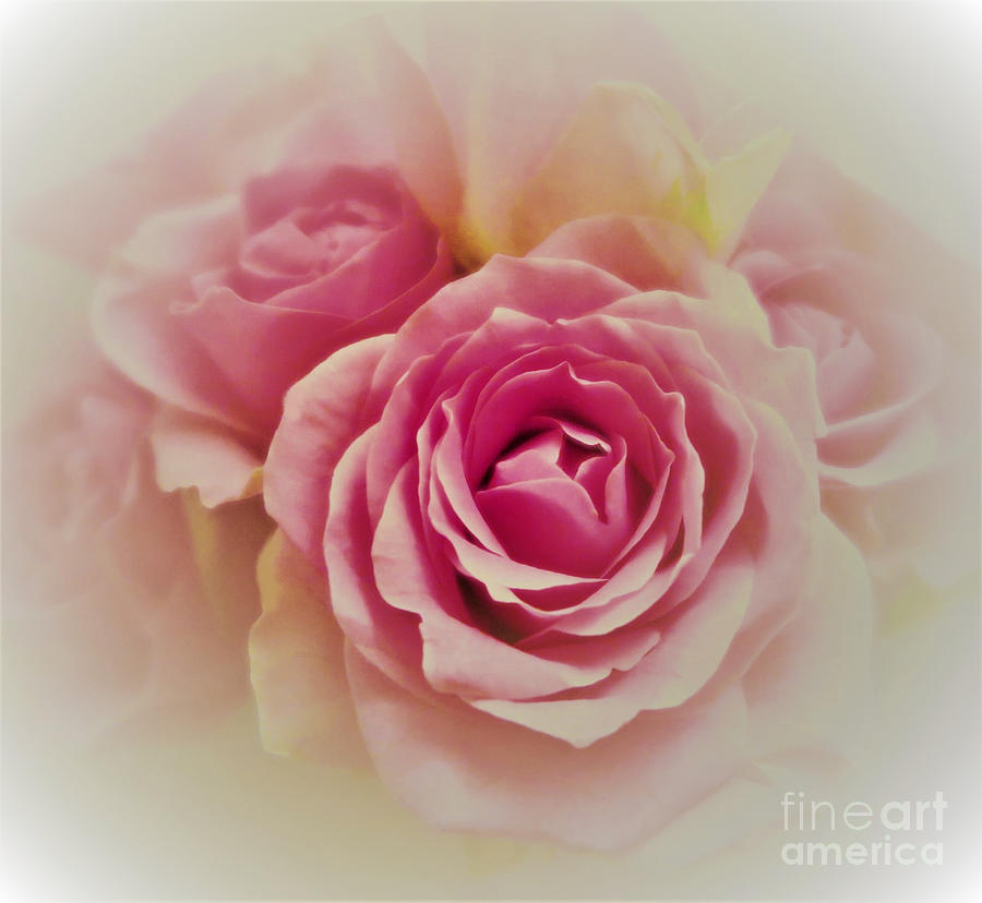 Soft Pink Roses 7 Photograph by Tara Shalton