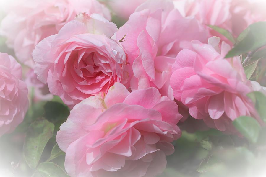 Soft Pink Roses Photograph by Michaela Perryman