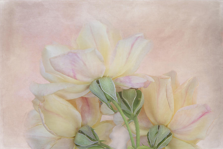 Soft Pink Roses Digital Art by Terry Davis