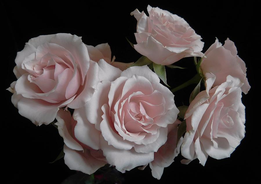 - Soft Pink Roses Photograph by THERESA Nye - Fine Art America