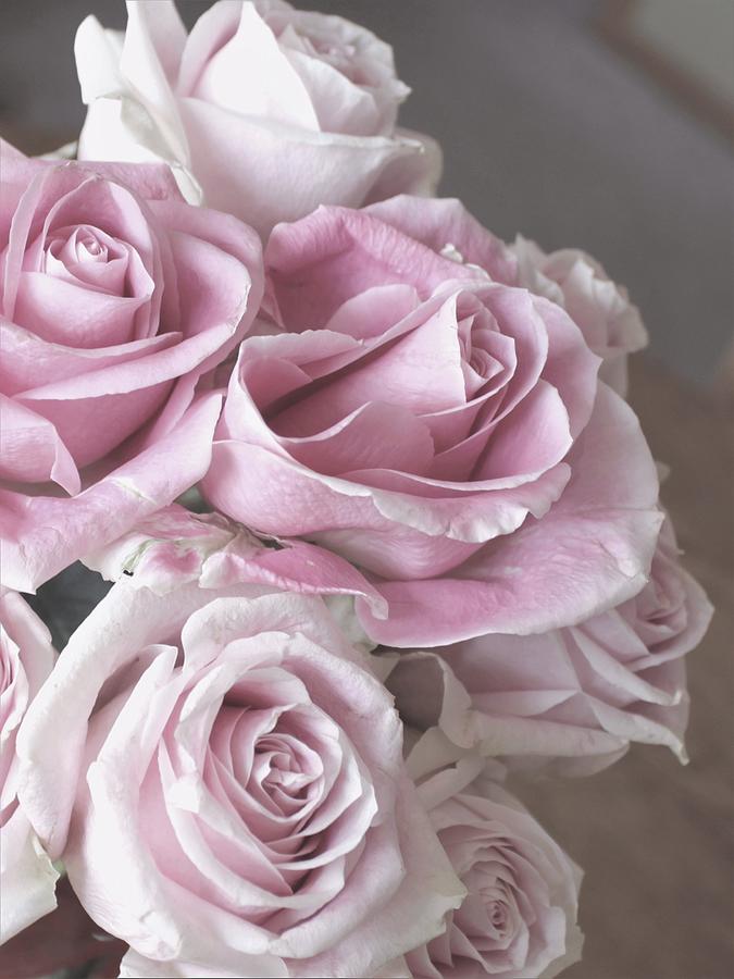 Soft Pink Roses Photograph
