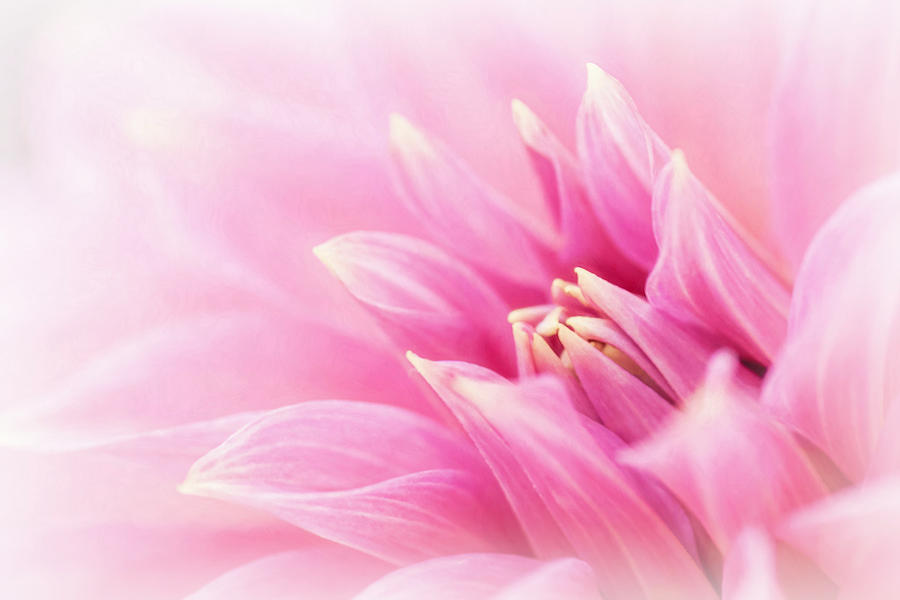 Soft Pink Photograph by Sandi Kroll