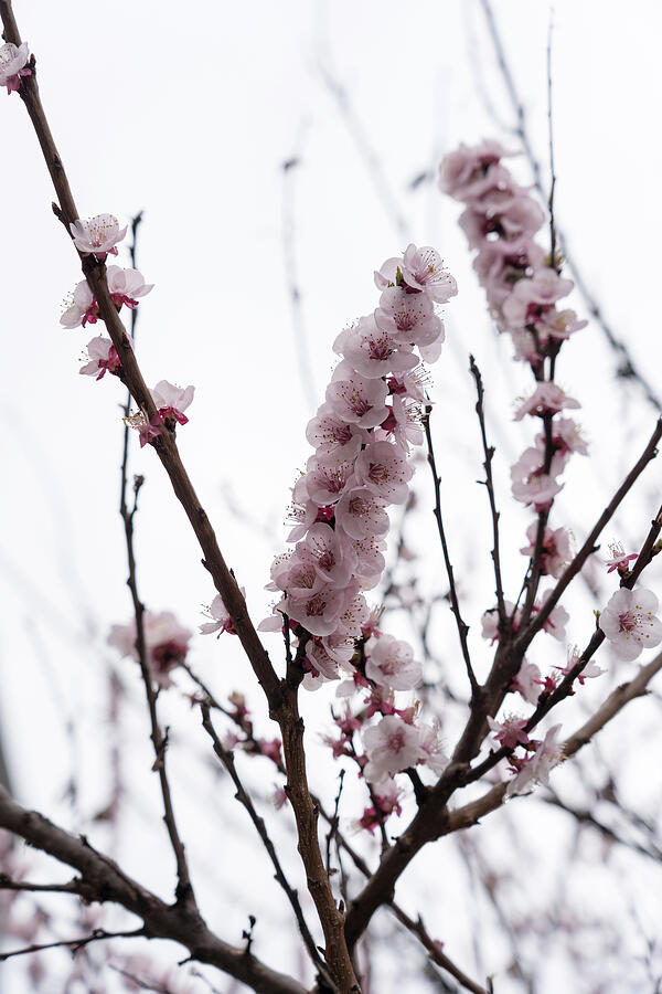 Spring Photograph - Soft Pink Spring with Blossoming Sakura Cherry Tree by Georgia Mizuleva