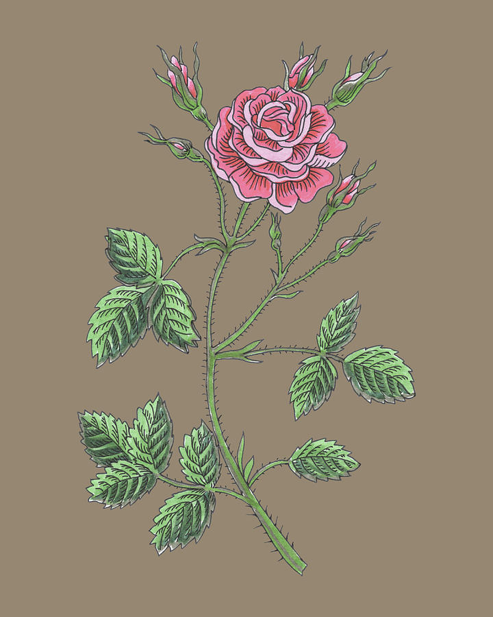 Soft Pink Vintage Garden Rose Flowers Watercolor Pattern On Dusty Beige  Painting by Irina Sztukowski