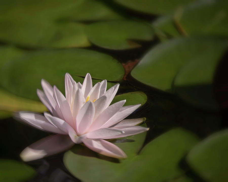 Soft Pink Water Lily Photograph by Teresa Wilson