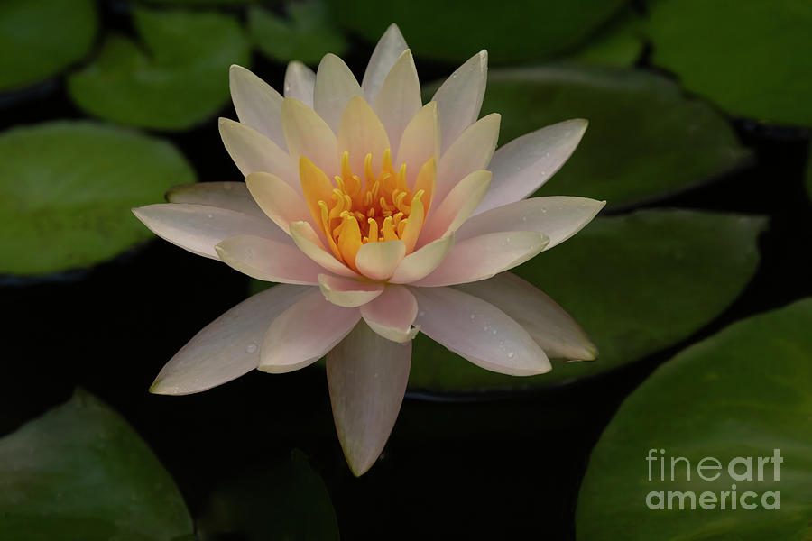Soft Pink Waterlily Photograph by Linda D Lester