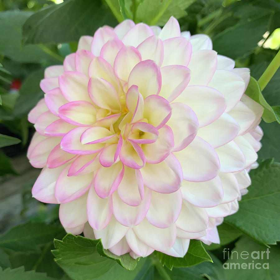 Soft Pink, Yellow And White Dahlia Bloom Digital Art by Kirt Tisdale