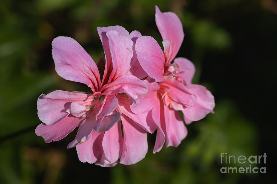 Nature Photograph - Soft Pinks Of Geranium  by Joy Watson