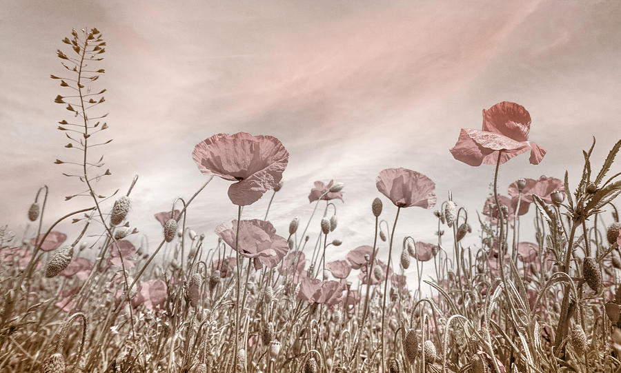 Soft Poppies in the Early Summer Photograph by Debra and Dave Vanderlaan