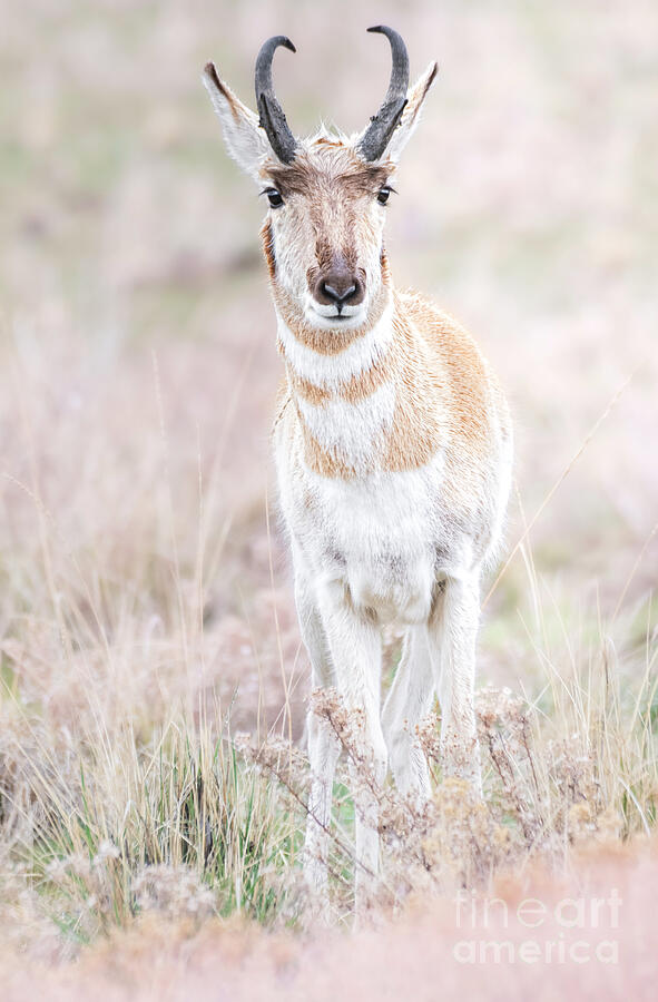 Wildlife Photograph - Soft Pronghorn by Jami Bollschweiler